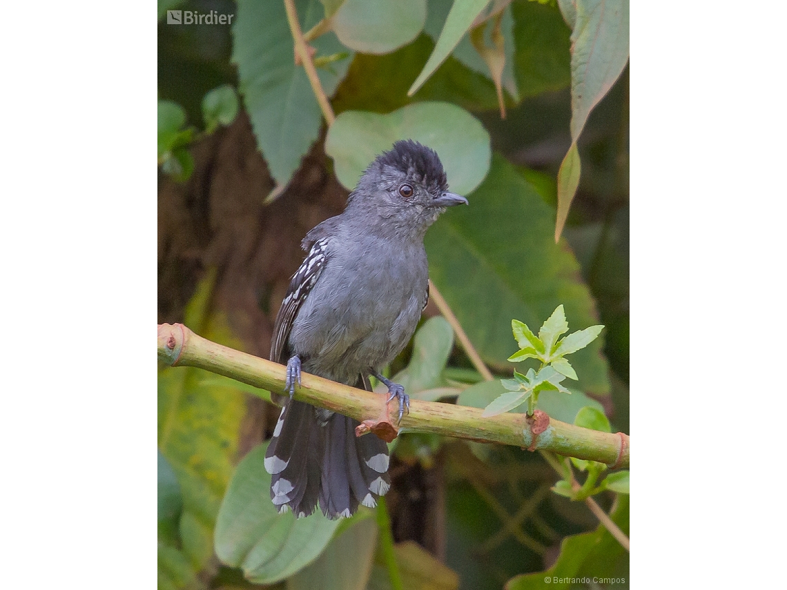 Thamnophilus caerulescens