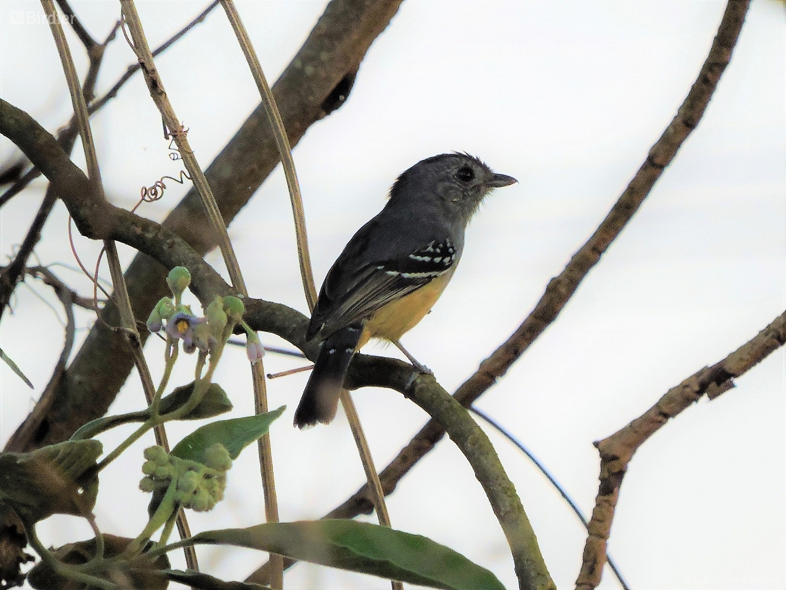 Thamnophilus caerulescens