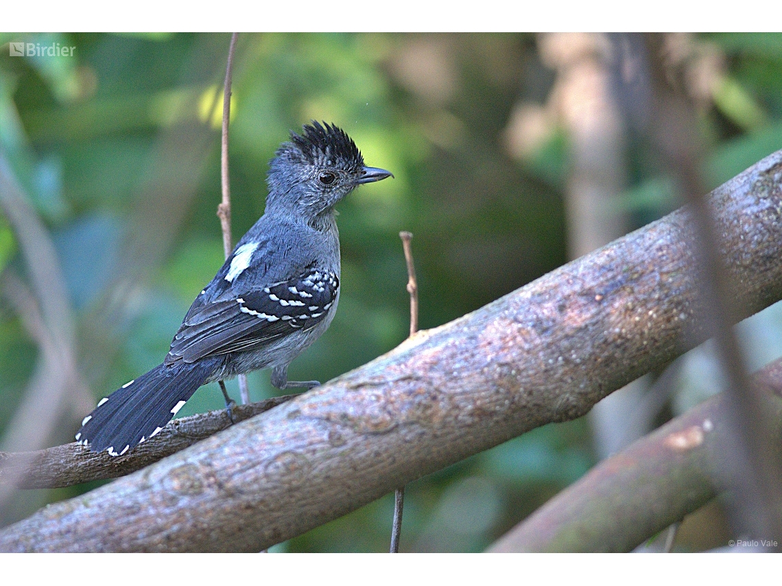 Thamnophilus caerulescens