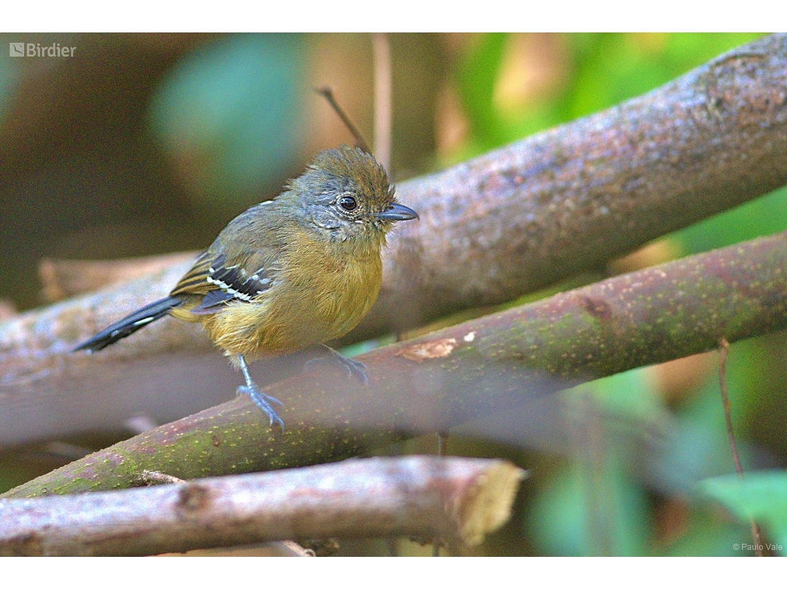 Thamnophilus caerulescens