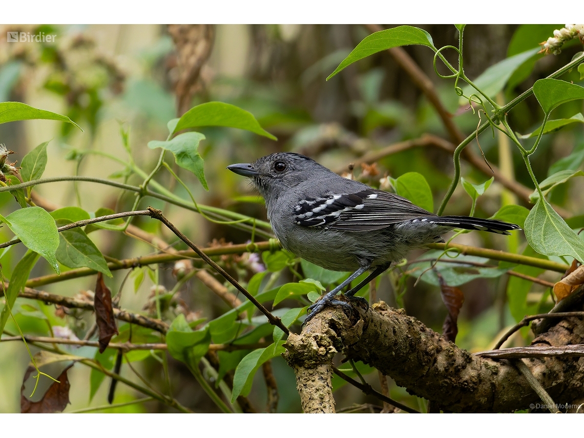 Thamnophilus caerulescens