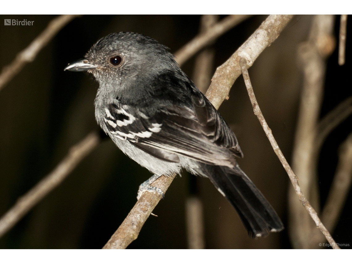 Thamnophilus caerulescens