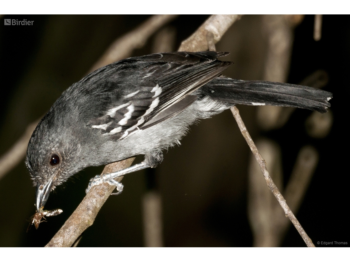 Thamnophilus caerulescens