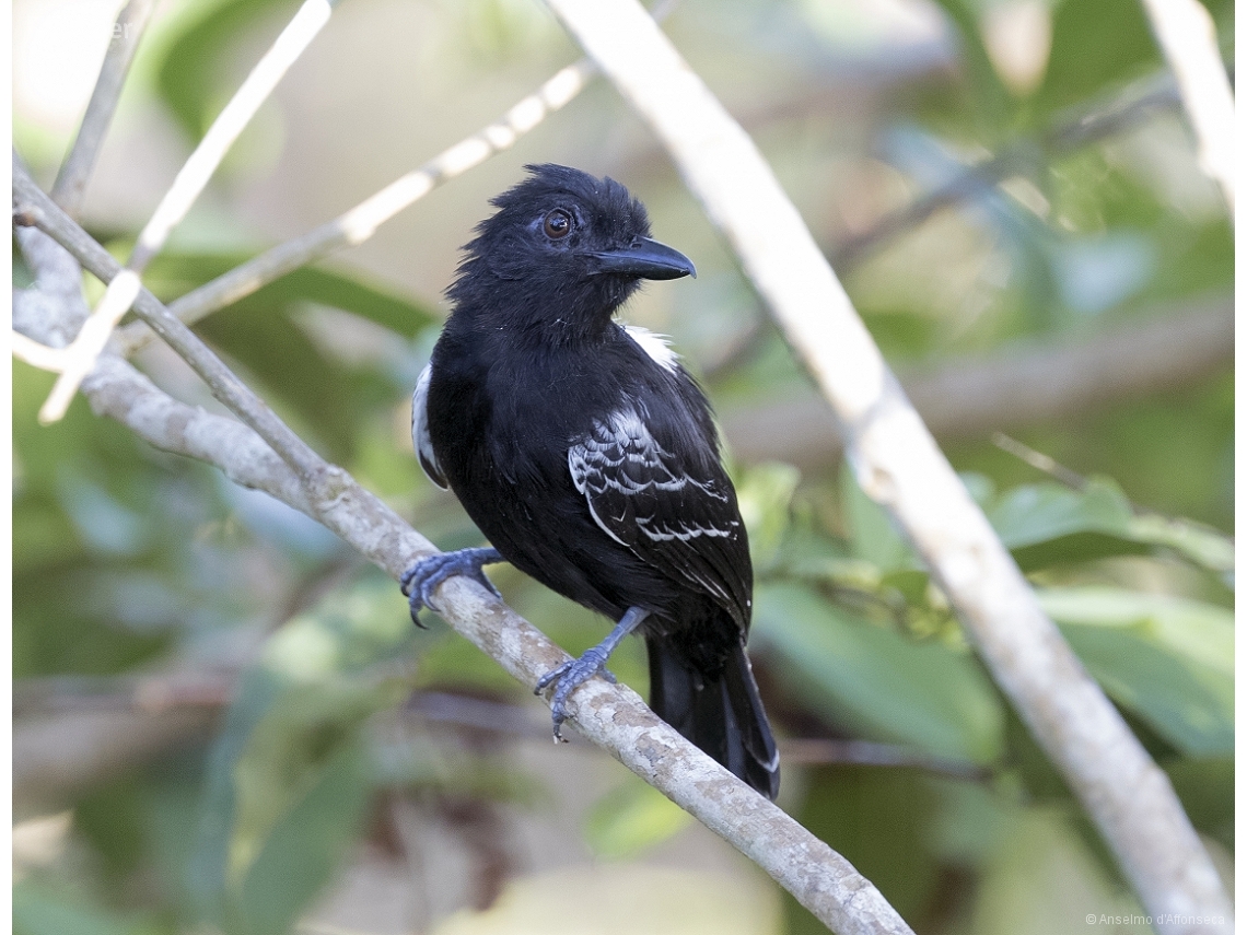 Thamnophilus cryptoleucus