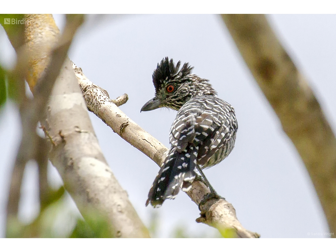 Thamnophilus capistratus