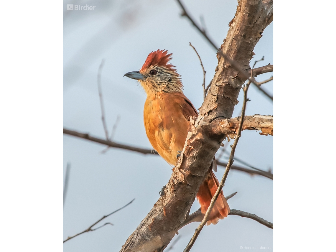 Thamnophilus capistratus
