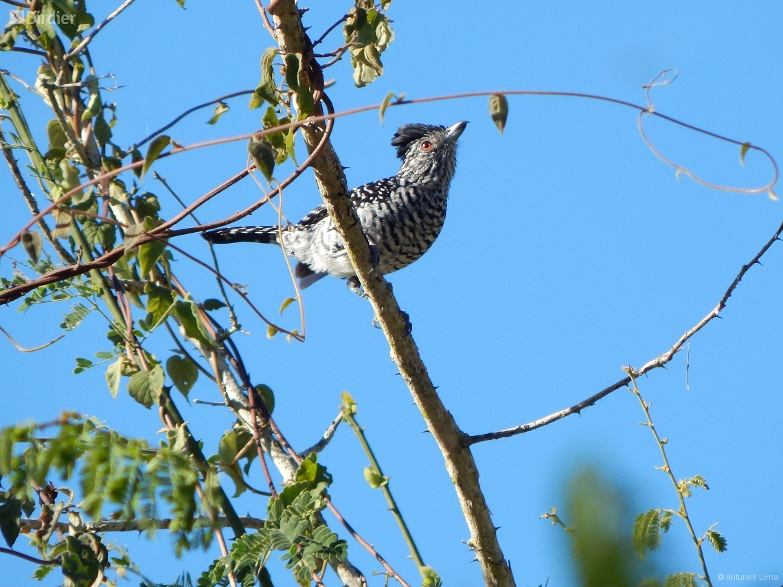 Thamnophilus capistratus