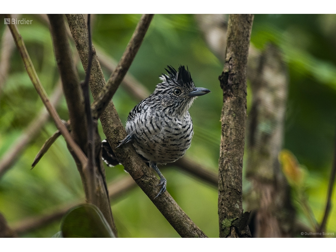 Thamnophilus doliatus