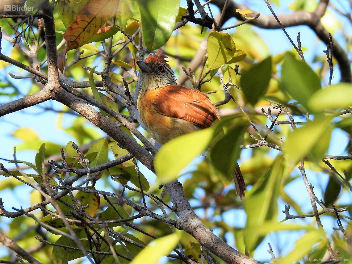 Thamnophilus capistratus