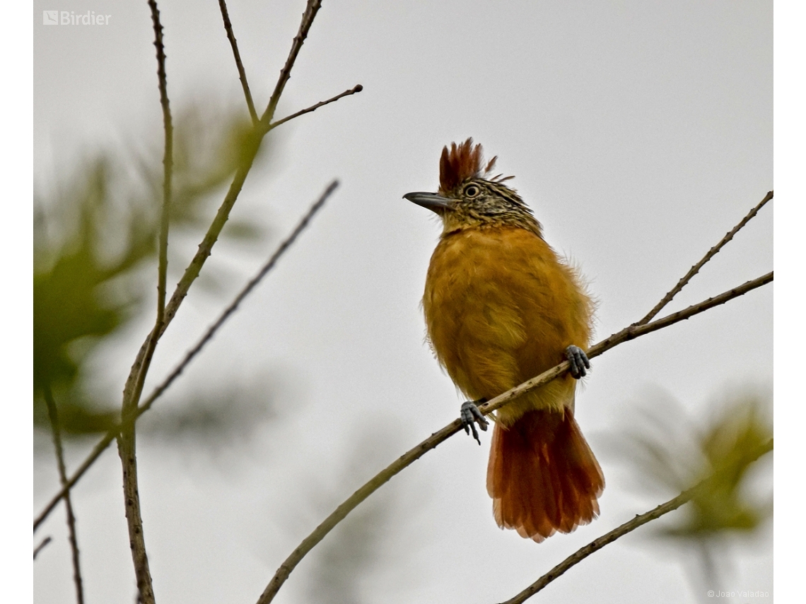 Thamnophilus doliatus