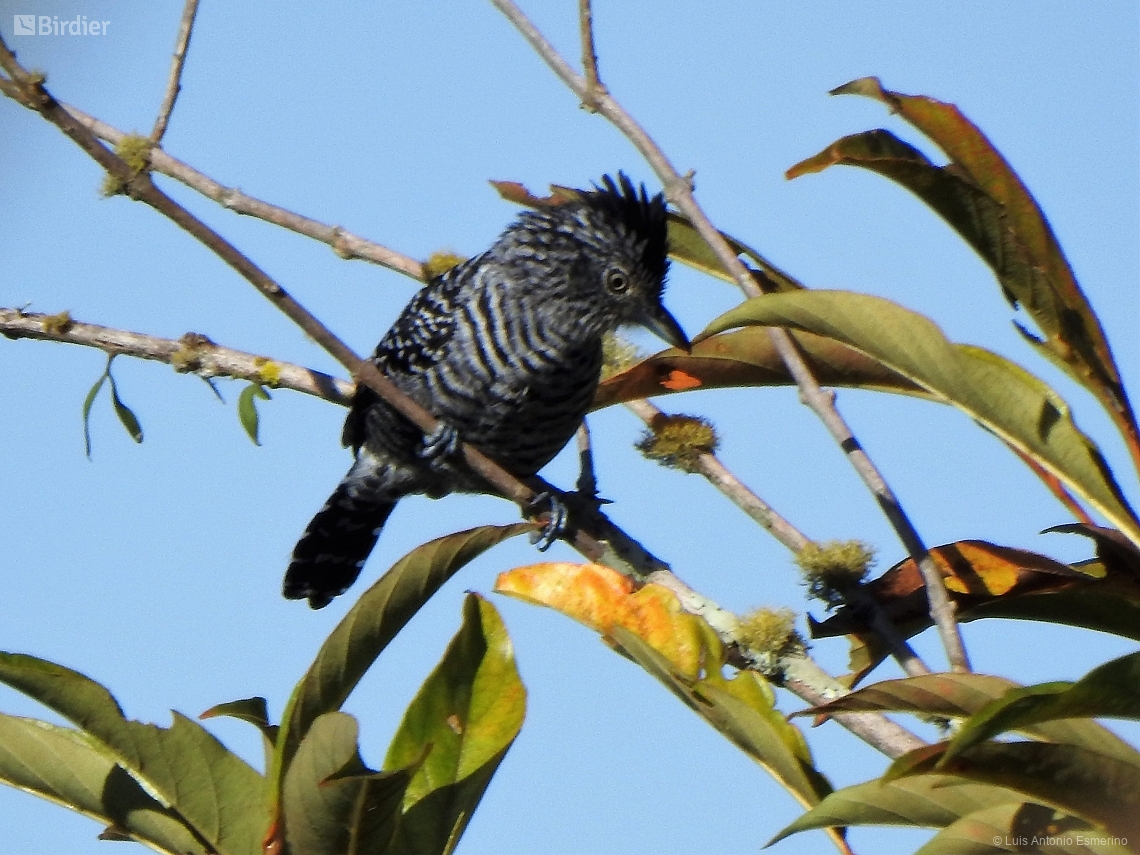 Thamnophilus doliatus