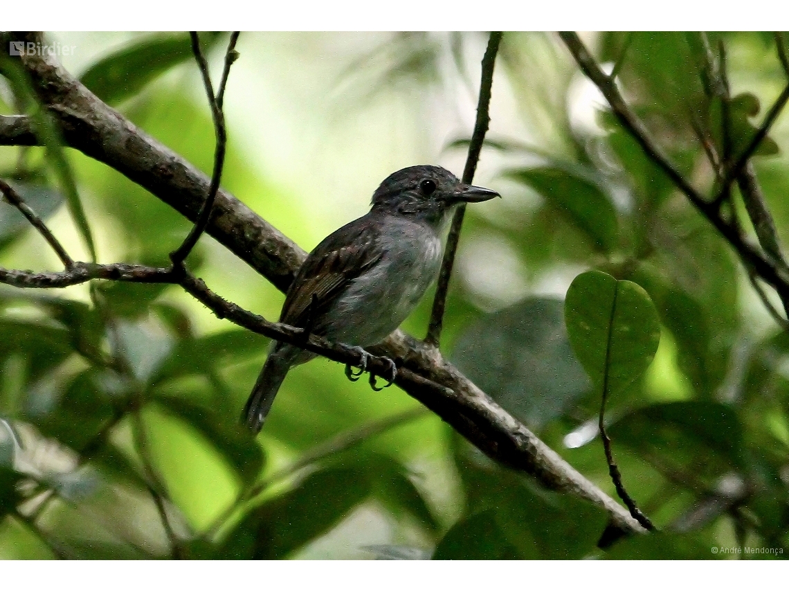 Thamnophilus murinus