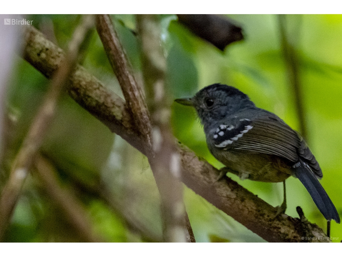 Thamnophilus pelzelni