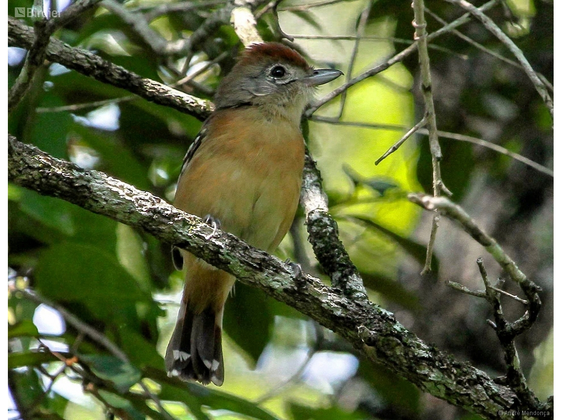 Thamnophilus pelzelni