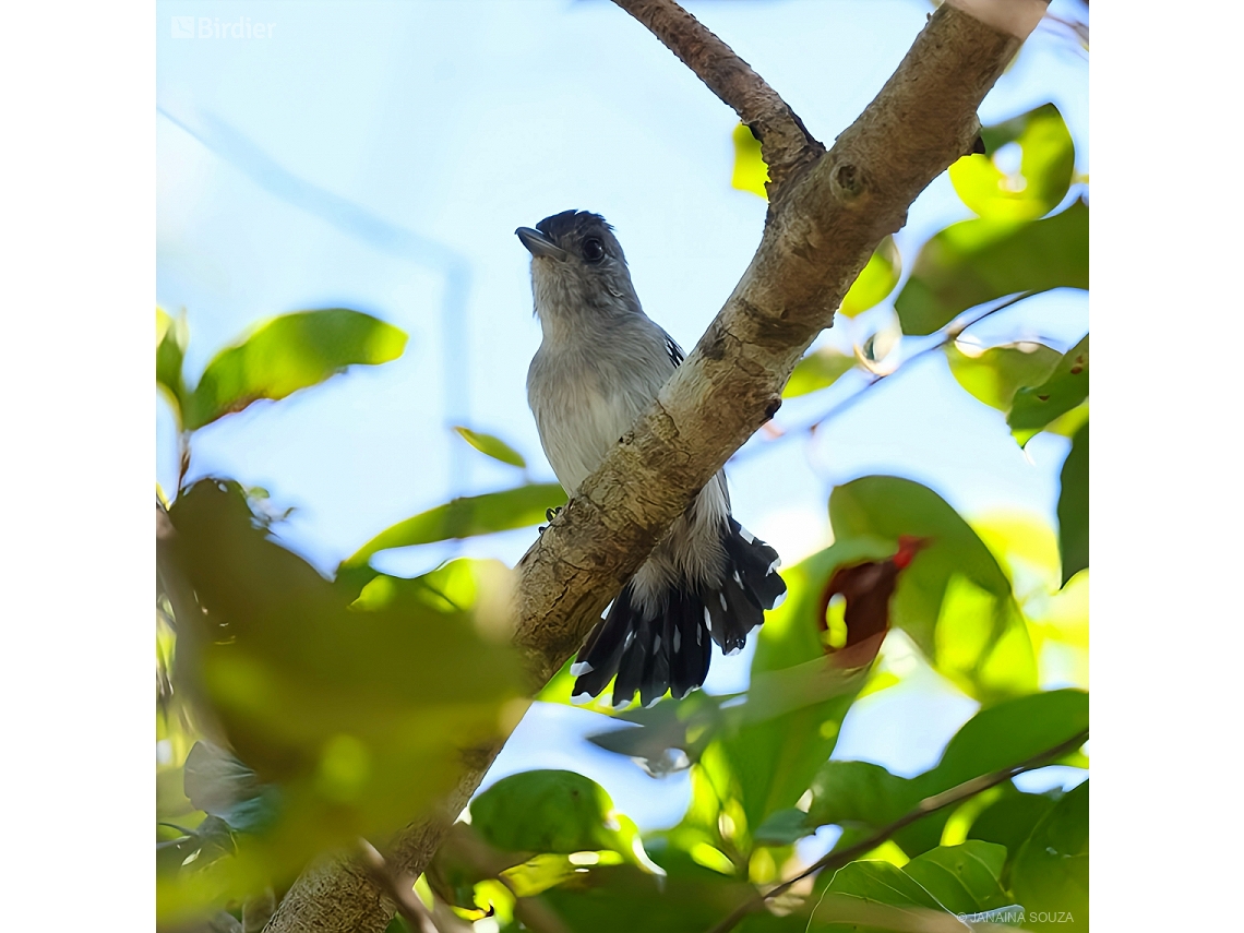 Thamnophilus pelzelni