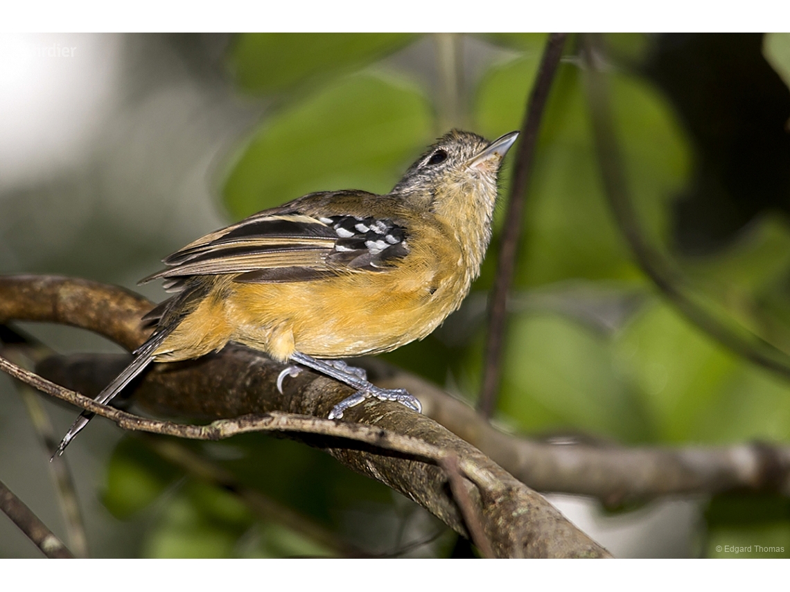 Thamnophilus pelzelni