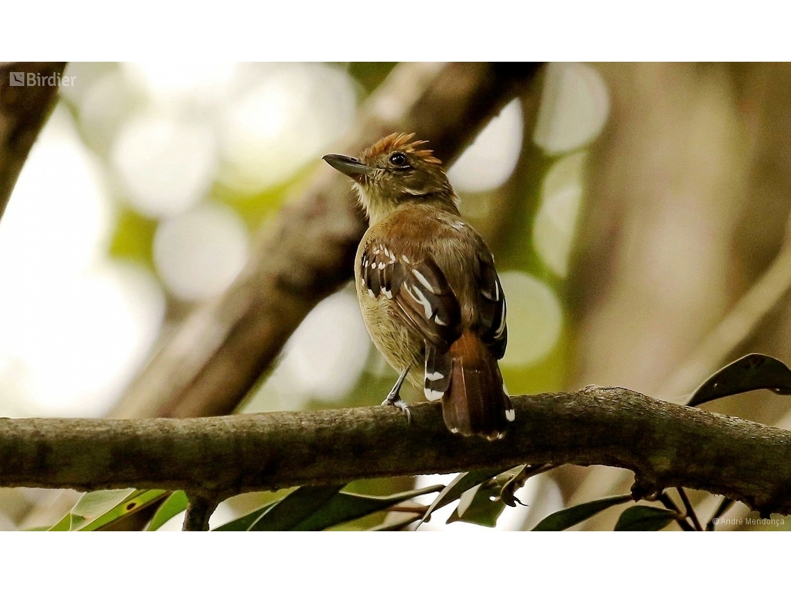 Thamnophilus punctatus