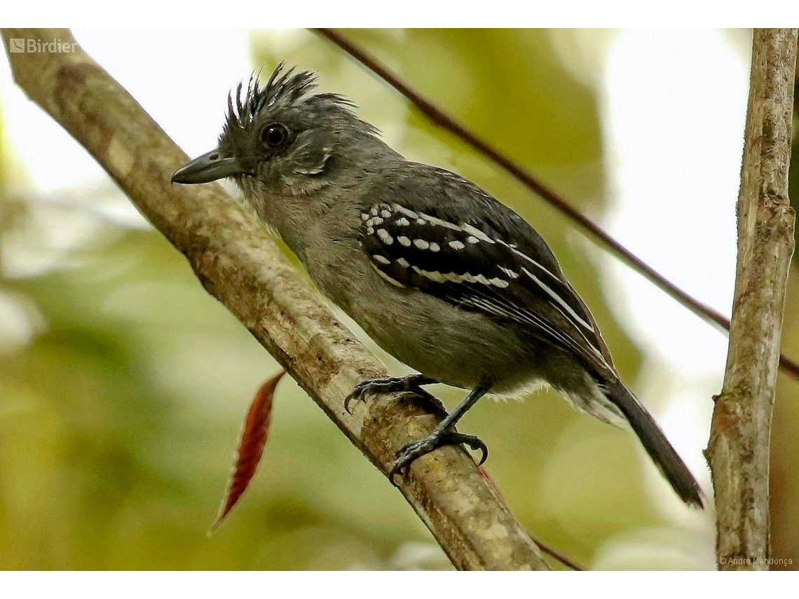 Thamnophilus punctatus