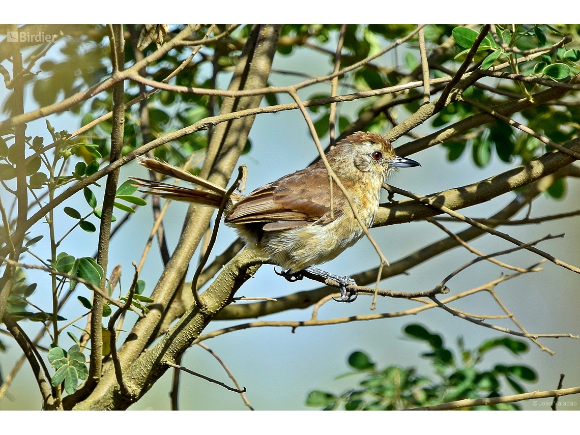 Thamnophilus ruficapillus