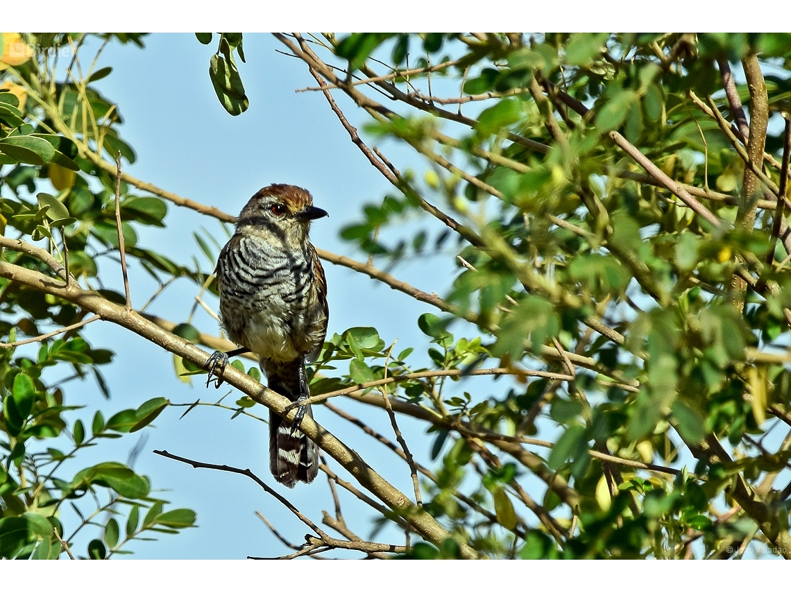 Thamnophilus ruficapillus