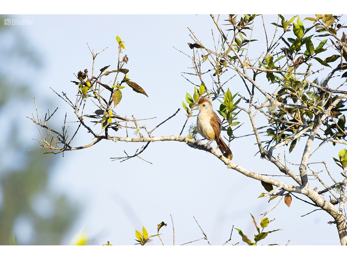 Thamnophilus ruficapillus