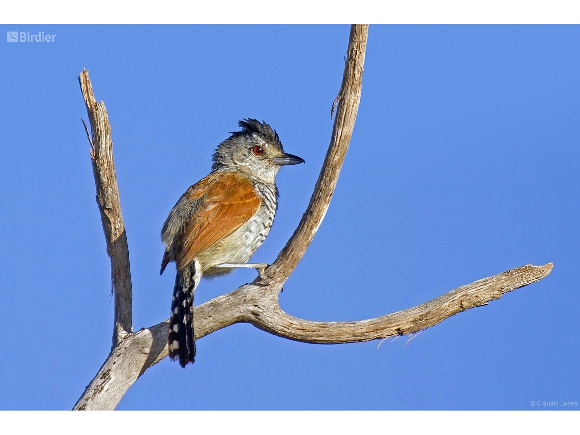 Thamnophilus torquatus