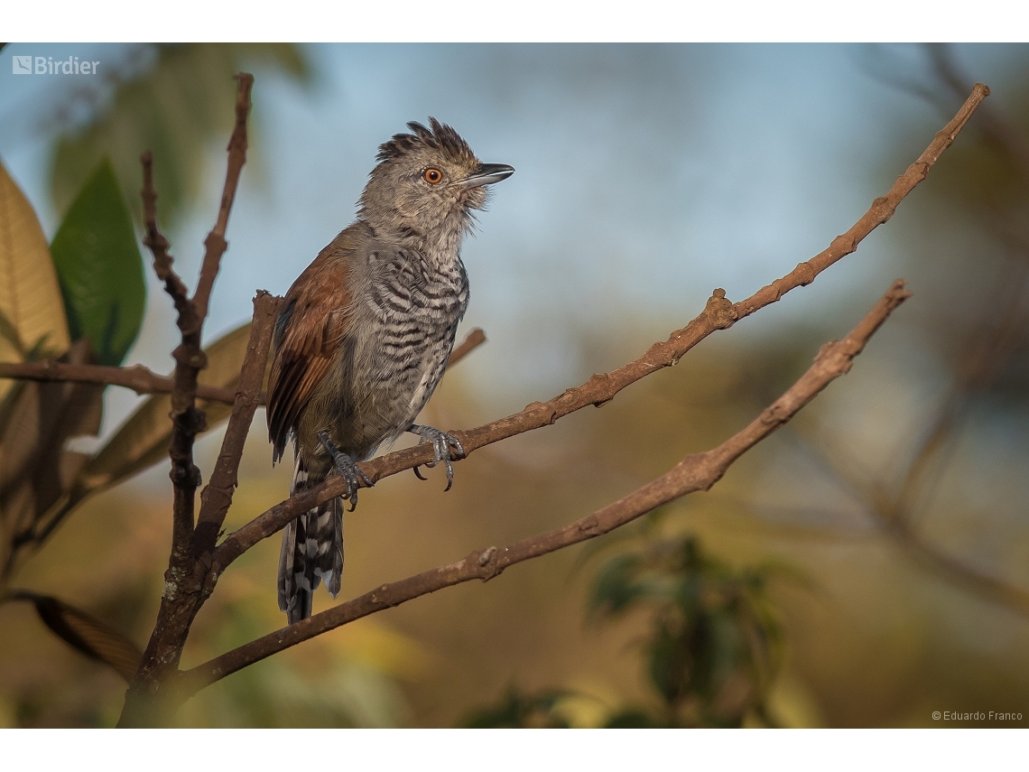 Thamnophilus torquatus