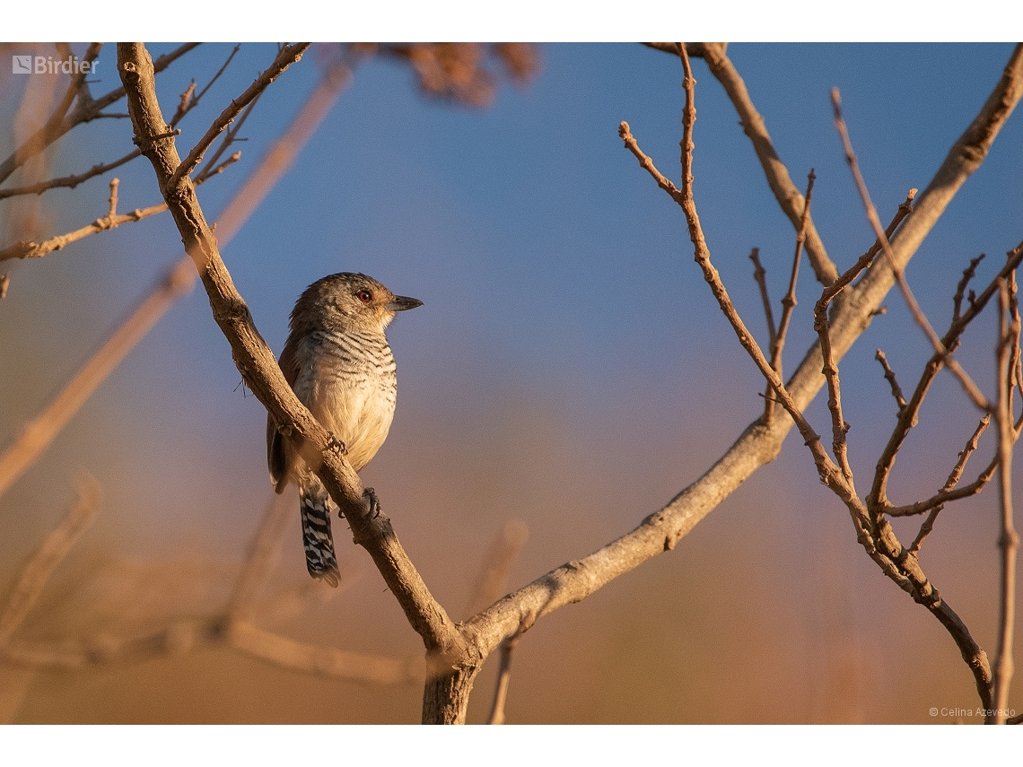 Thamnophilus torquatus