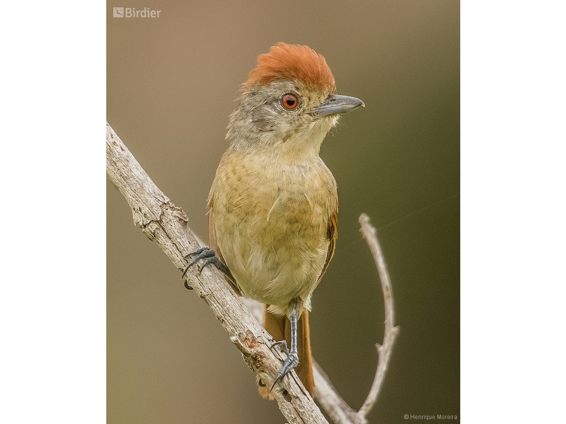Thamnophilus torquatus