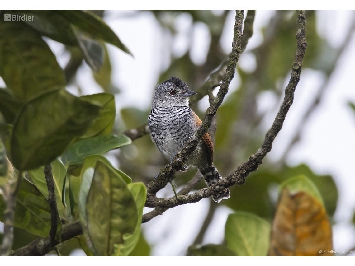Thamnophilus torquatus