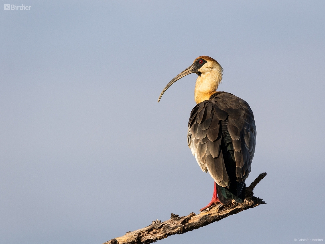 Theristicus caudatus