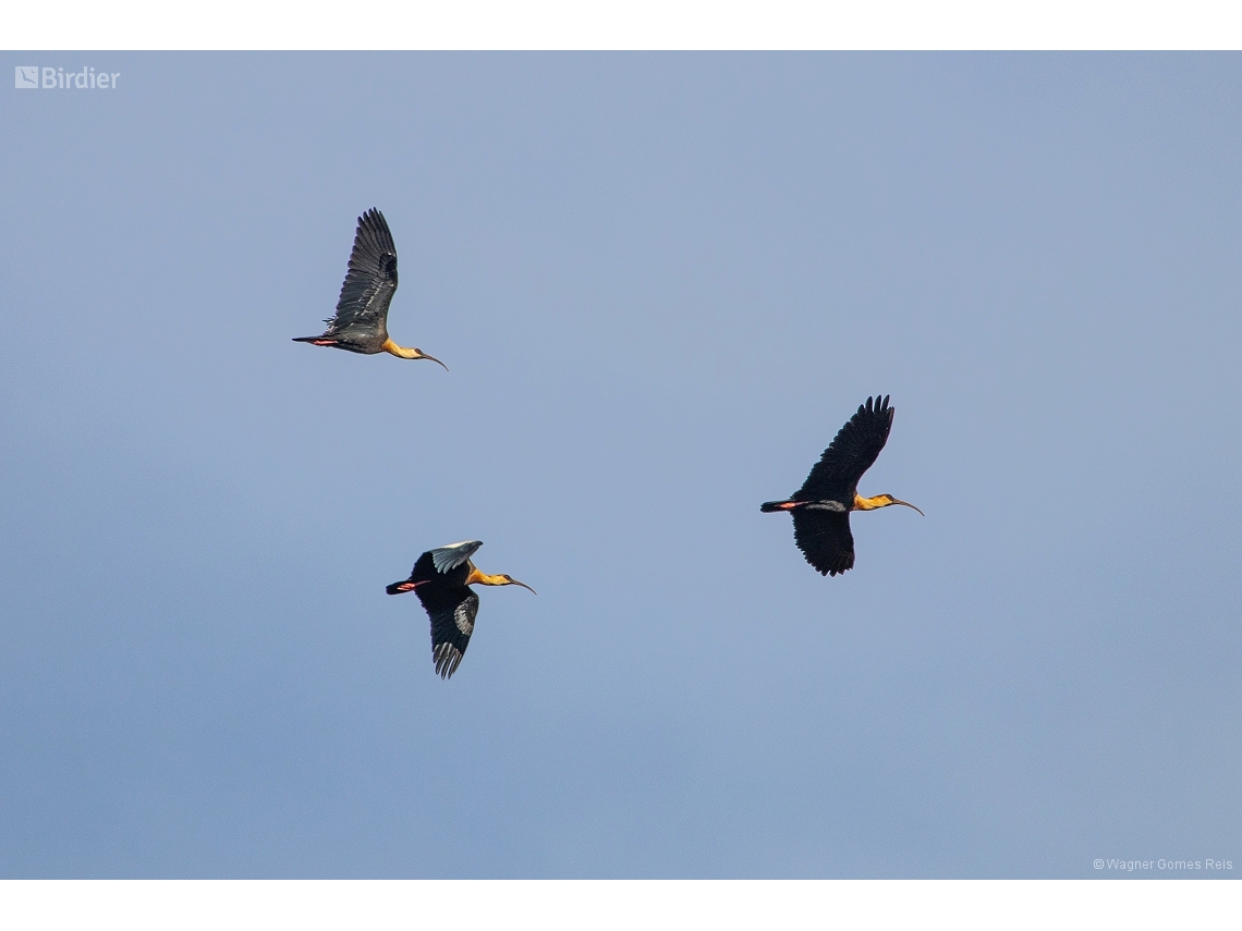 Theristicus caudatus