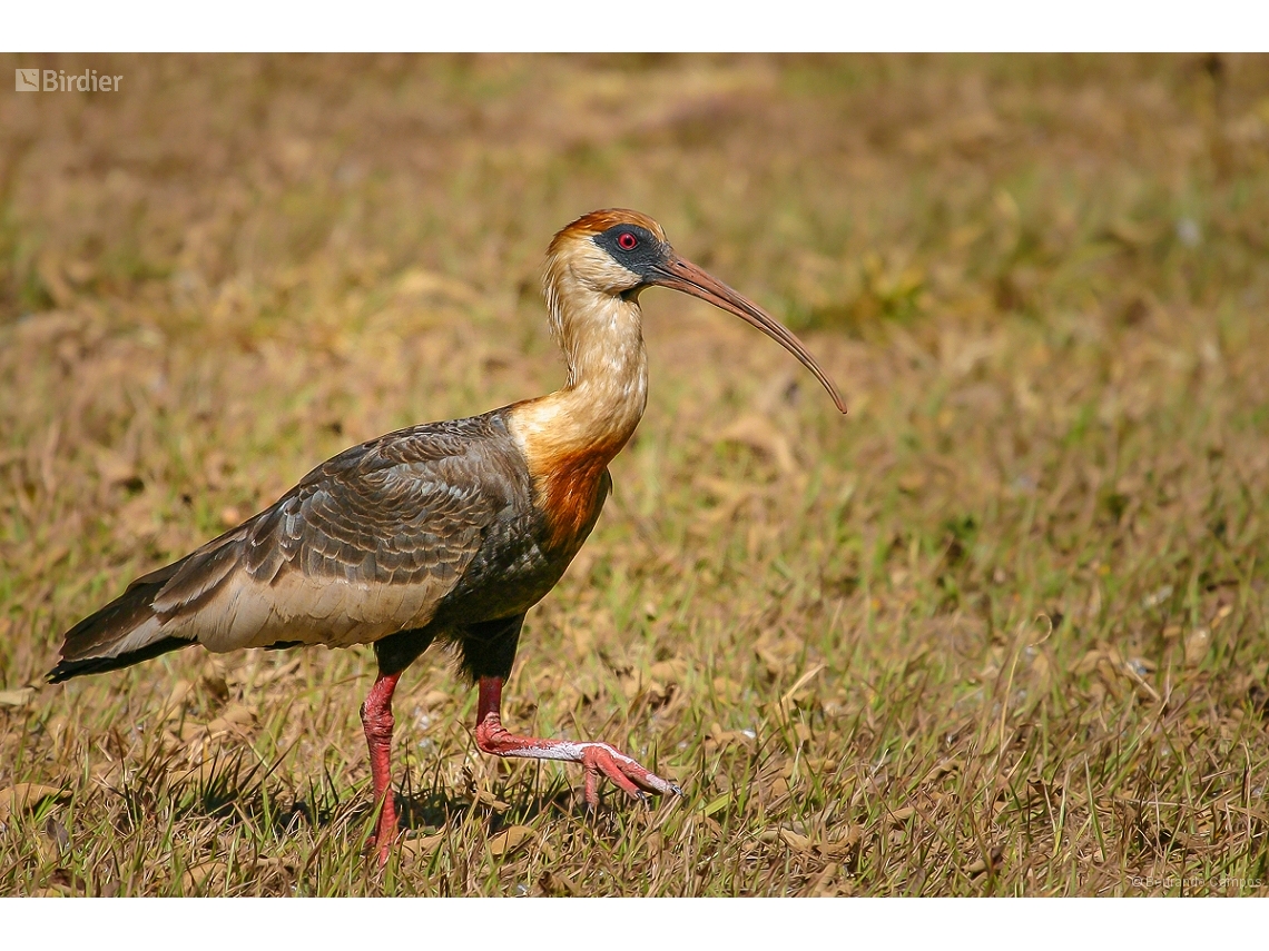 Theristicus caudatus