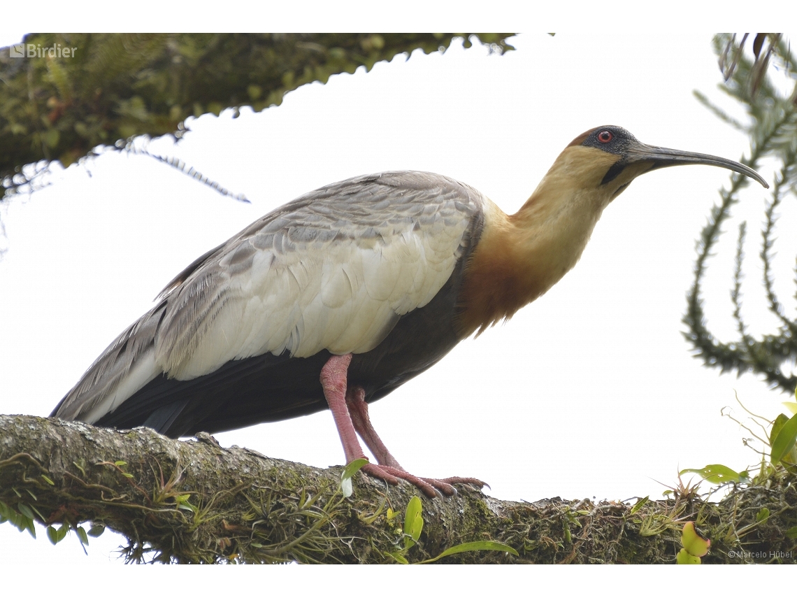 Theristicus caudatus