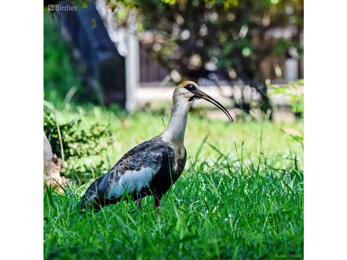 Theristicus caudatus