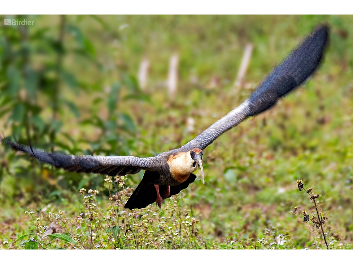 Theristicus caudatus