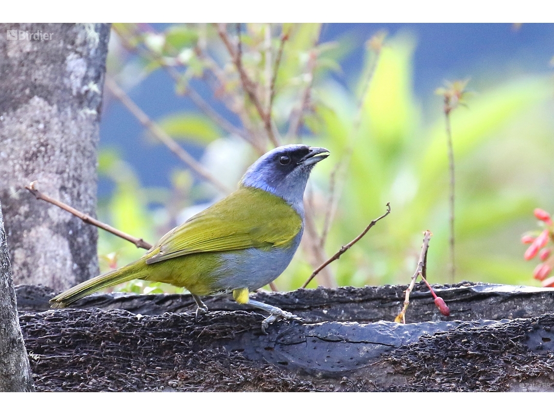 Sporathraupis cyanocephala