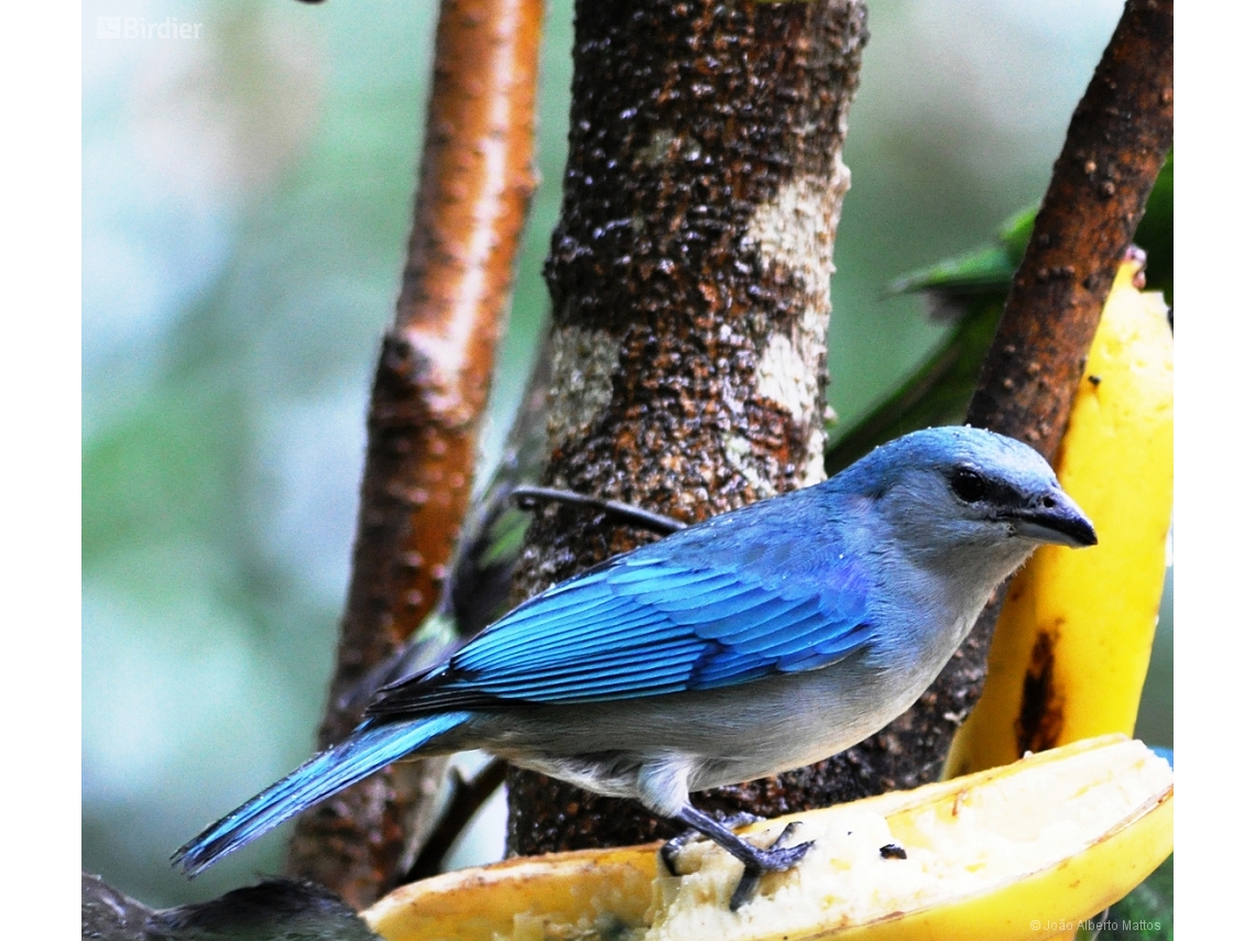 Thraupis cyanoptera