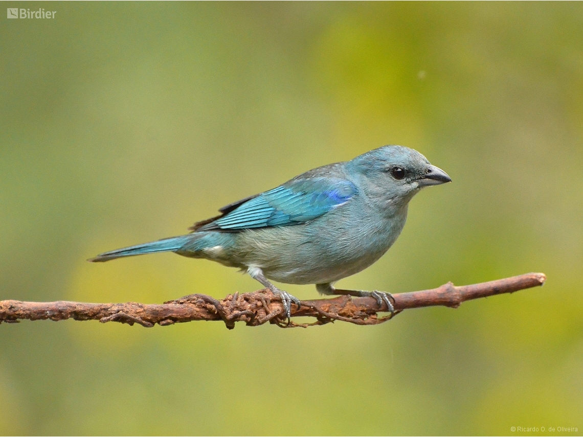 Thraupis cyanoptera