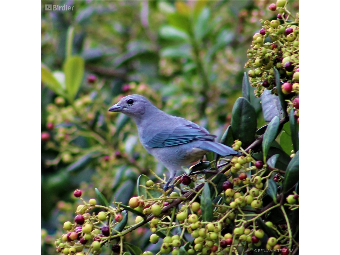 Thraupis cyanoptera