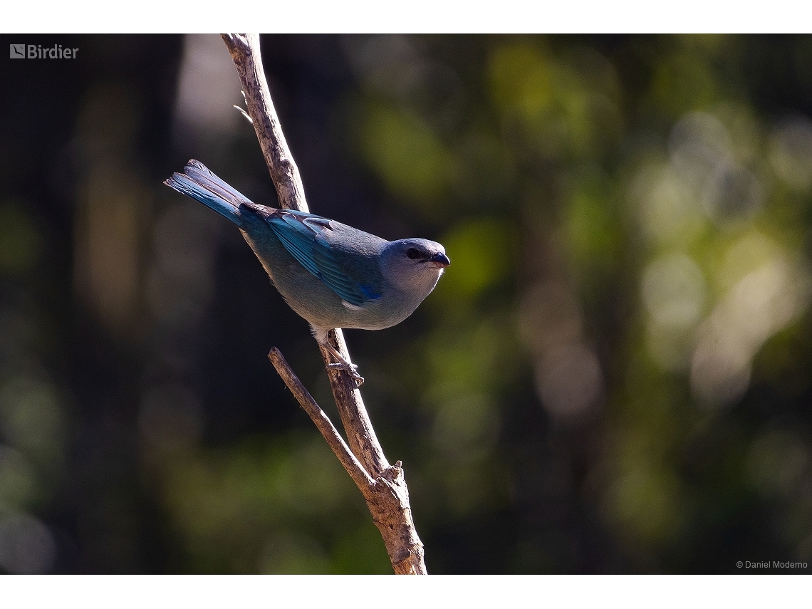 Thraupis cyanoptera