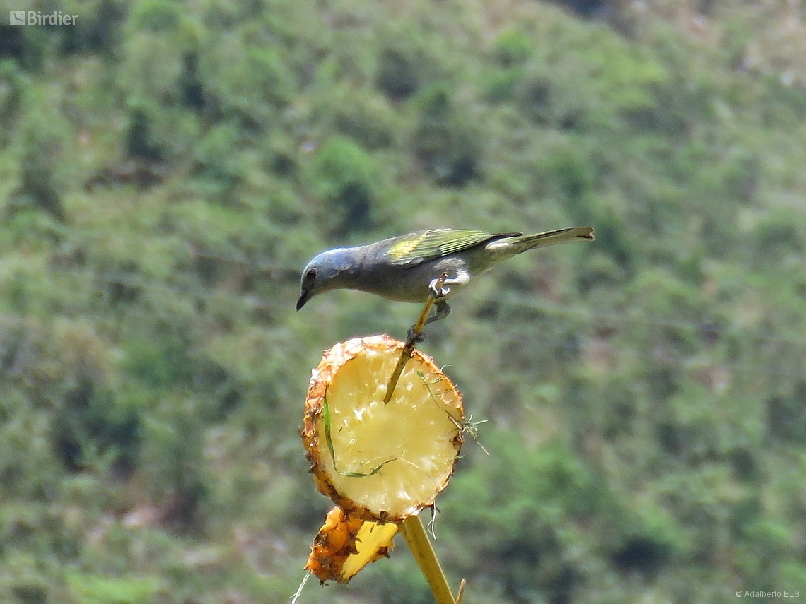 Thraupis ornata