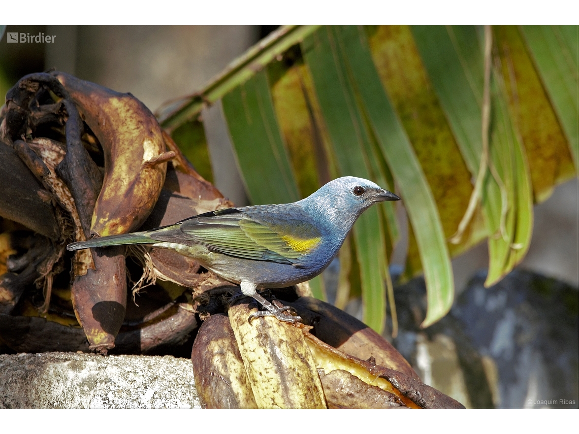 Thraupis ornata