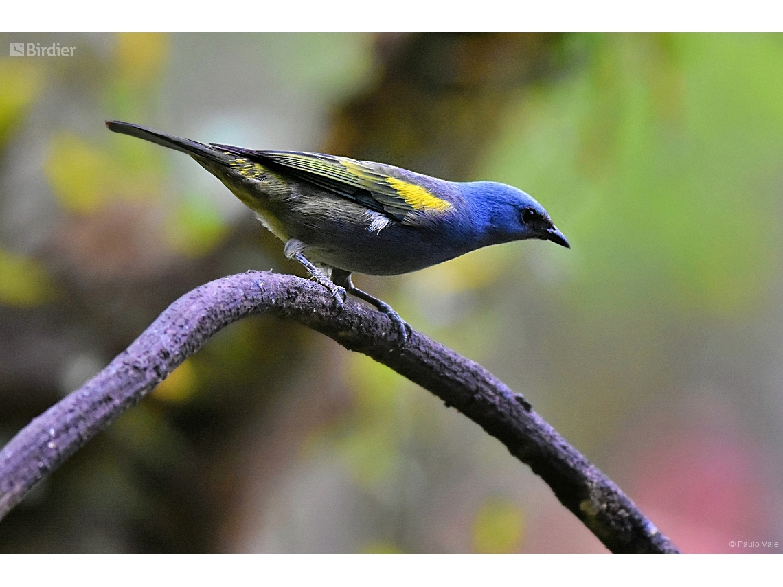 Thraupis ornata