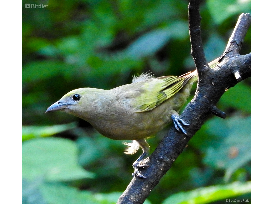 Thraupis palmarum