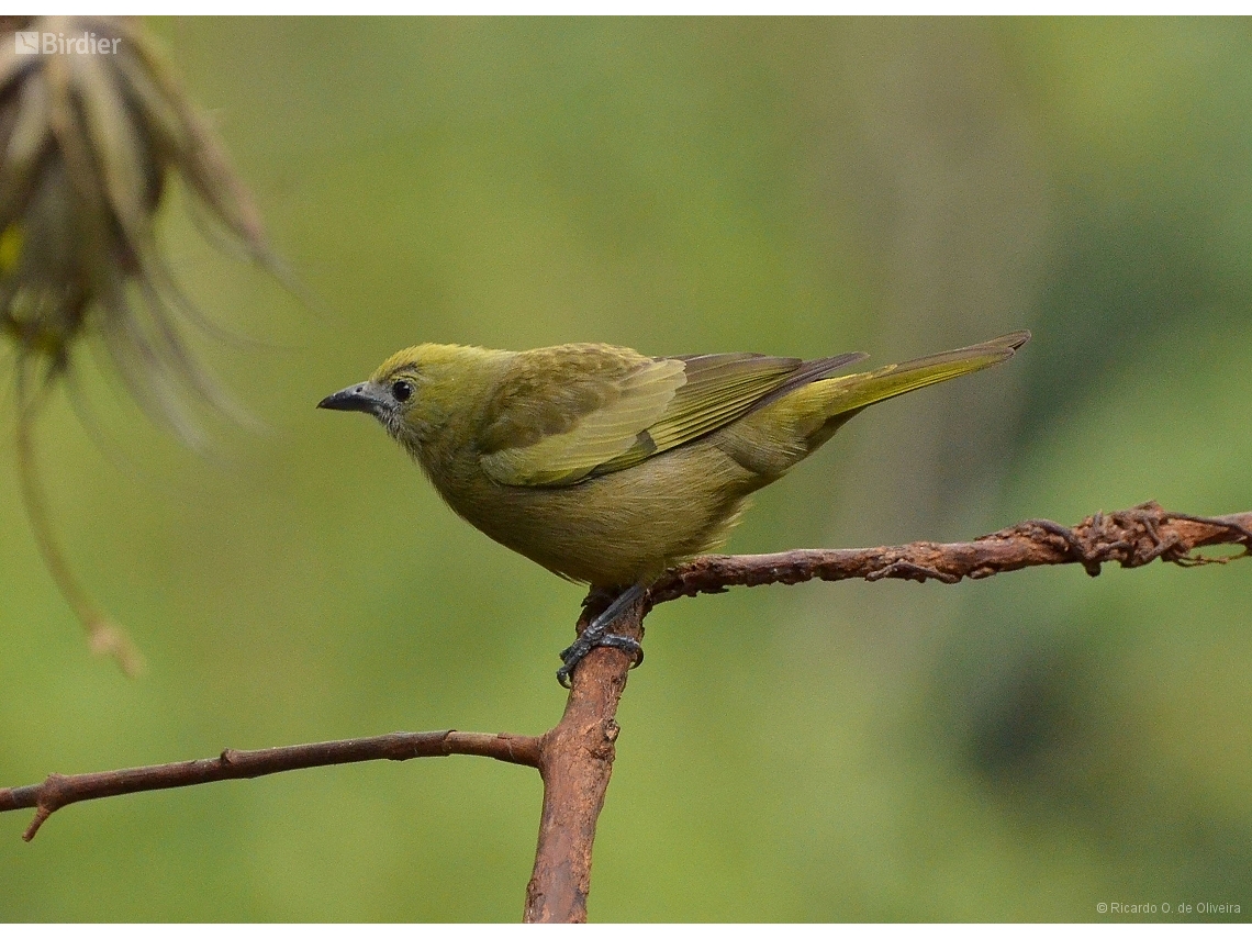 Thraupis palmarum