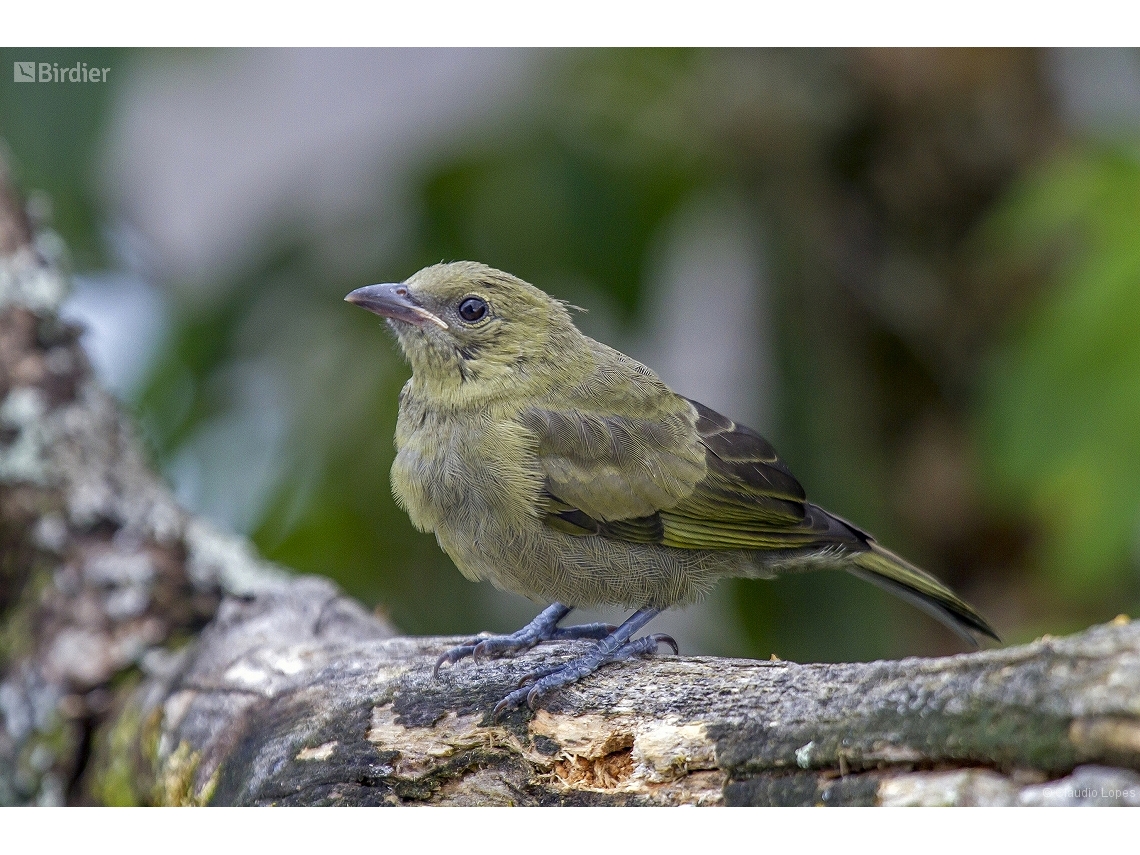 Thraupis palmarum