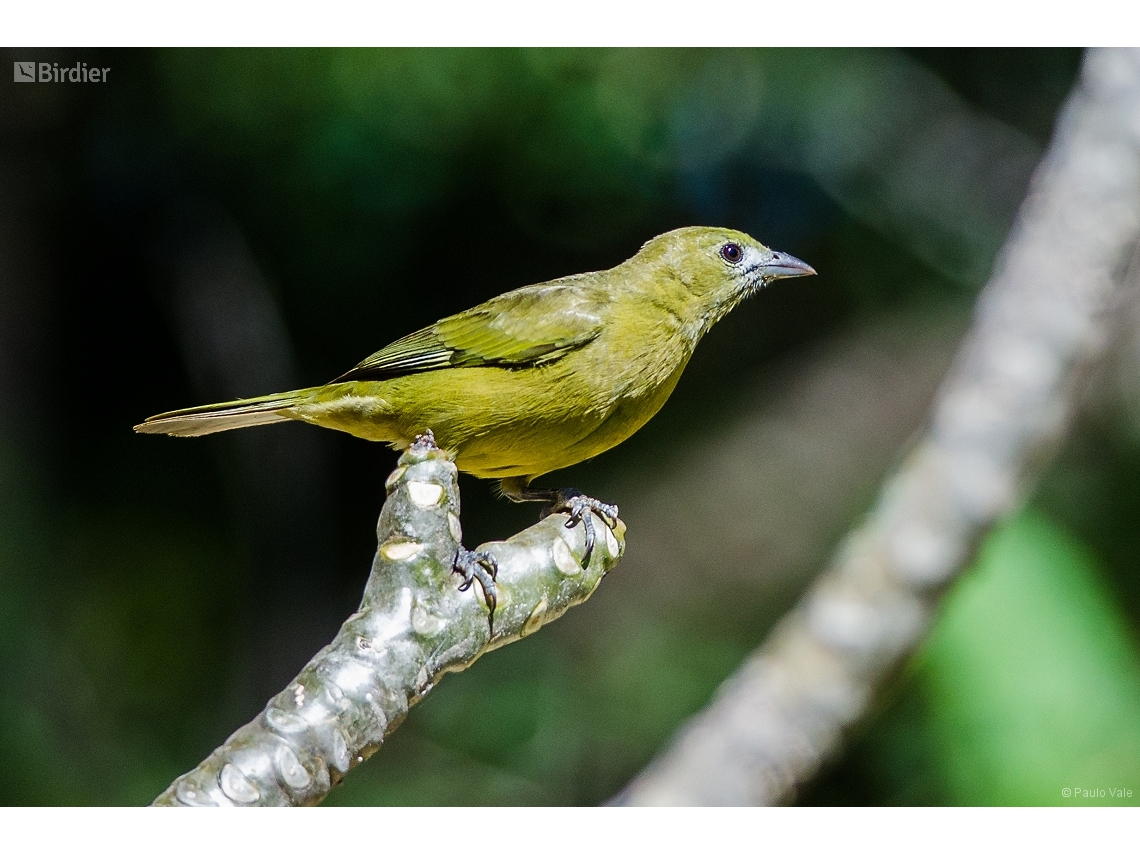 Thraupis palmarum