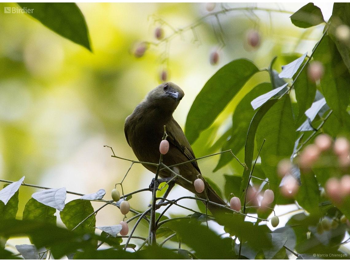 Thraupis palmarum