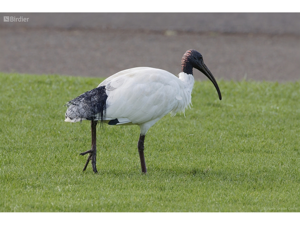Threskiornis molucca